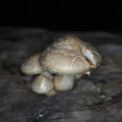 Destructive Pholiota thumbnail 4