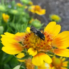 Pugnacious Leafcutter Bee thumbnail 3