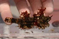 Kelp Poacher thumbnail 2