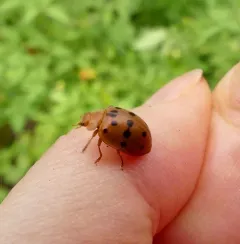 Mexican Bean Beetle thumbnail 3