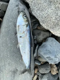 Blueback Shad thumbnail 1