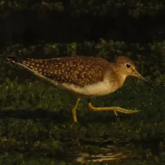 Solitary Sandpiper thumbnail 3