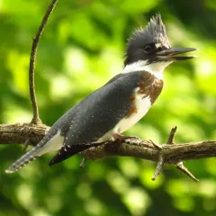 Belted Kingfisher