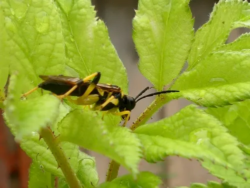 Macrophya formosa