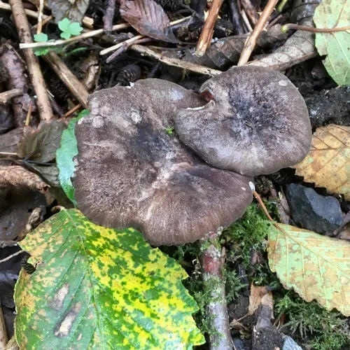 Gerronema atrialbum