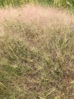 scratch grass thumbnail 2