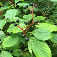 alternate-leaved dogwood thumbnail 4