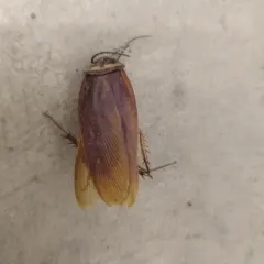 American Cockroach thumbnail 3