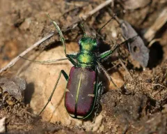Splendid Tiger Beetle thumbnail 4