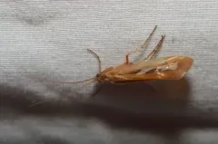 Limnephilus externus thumbnail 2