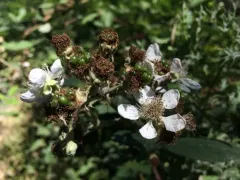 Himalayan giant blackberry thumbnail 4