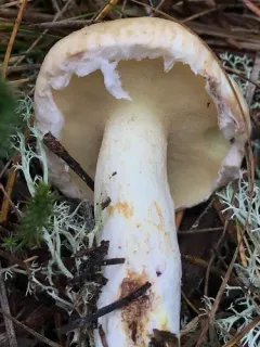 Suillus glandulosipes thumbnail 1