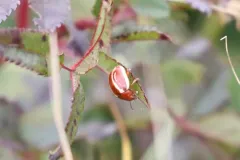 Moon-marked Leaf Beetle thumbnail 4