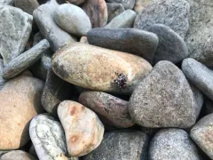 Tyrell's Tufted Jumping Spider thumbnail 1