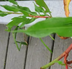 Pacific willow dock thumbnail 1