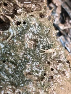 Corophium volutator thumbnail 4