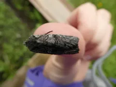 White-eyed Pinion thumbnail 2