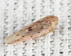 Balclutha impicta thumbnail 3
