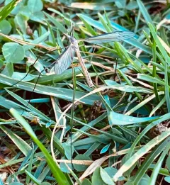 Tipula paterifera thumbnail 4