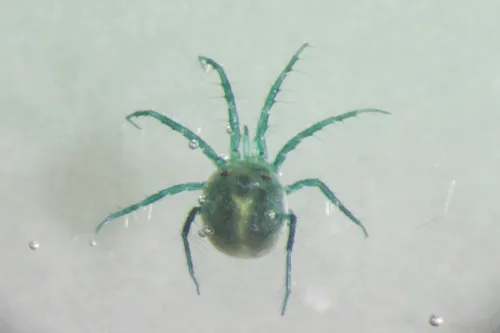 Neumania distincta