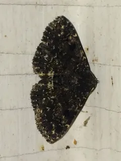 Black Fungus Moth thumbnail 2