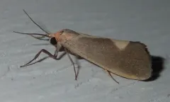 Lead-colored Lichen Moth thumbnail 2