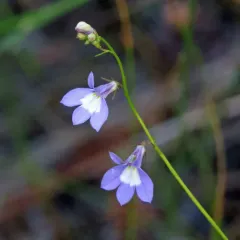 Kalm's Lobelia thumbnail 2