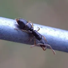 Common Porthole Ant thumbnail 2