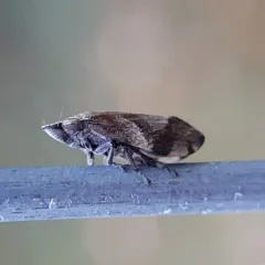 Diamondback Spittlebug thumbnail 3