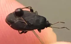 Drymus crassus thumbnail 2