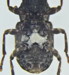 Eurymycter tricarinatus thumbnail 4