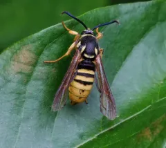 Hornet Clearwing Moth thumbnail 4