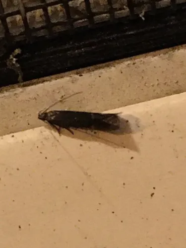 Aproaerema palpilineella