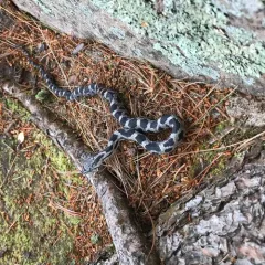 Gray Ratsnake thumbnail 3