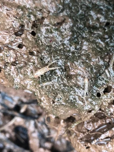 Corophium volutator