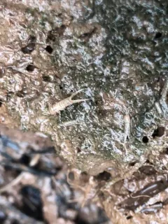 Corophium volutator thumbnail 1