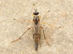 Red-belted Awl-fly thumbnail 2