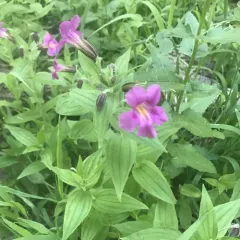 Lewis' monkeyflower thumbnail 1