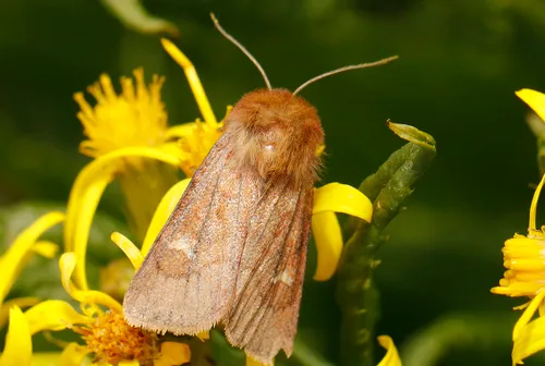 Resapamea innota