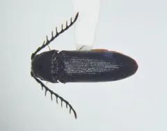Microrhagus pectinatus thumbnail 4