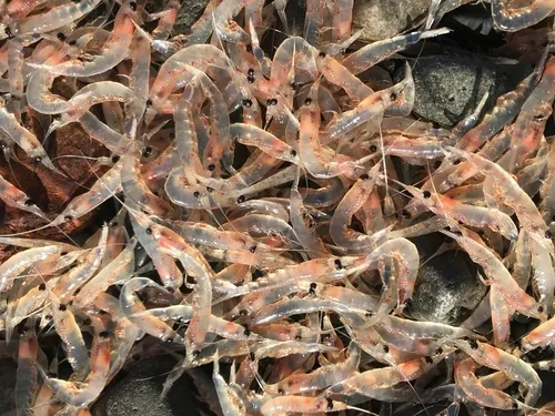 Northern Krill