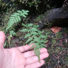 Mackay's Fragile Fern thumbnail 3
