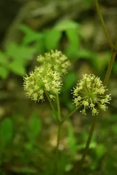 wild sarsaparilla thumbnail 3