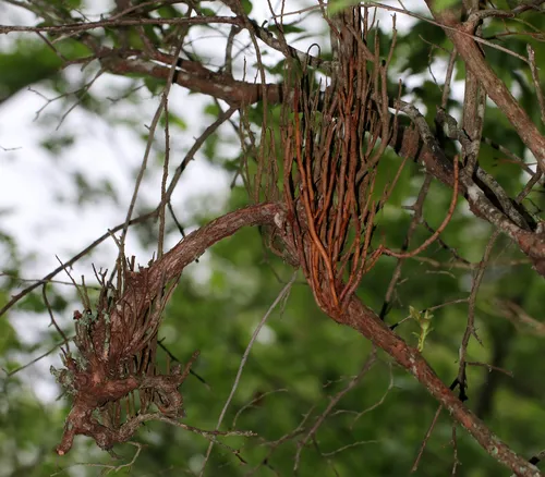 Huckleberry Broom Rust Fungus