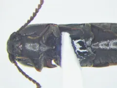 Microrhagus subsinuatus thumbnail 4