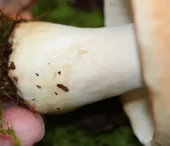 Russula ballouii thumbnail 3