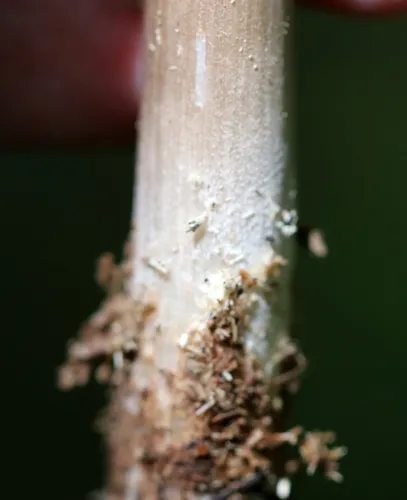 rooting shank