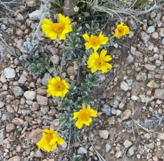Stemless Four-nerved Daisy thumbnail 1