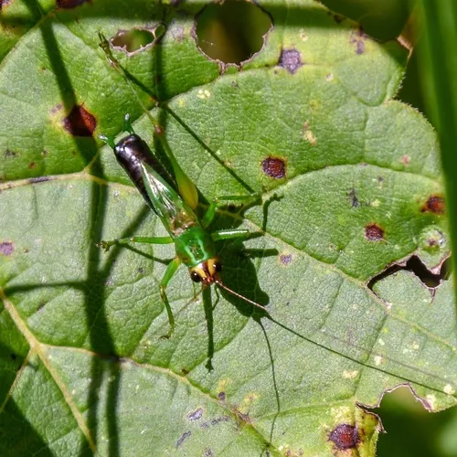 Black-sided Meadow Katydid