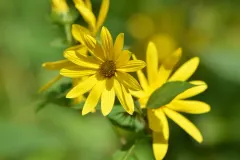 pale-leaved woodland sunflower thumbnail 5